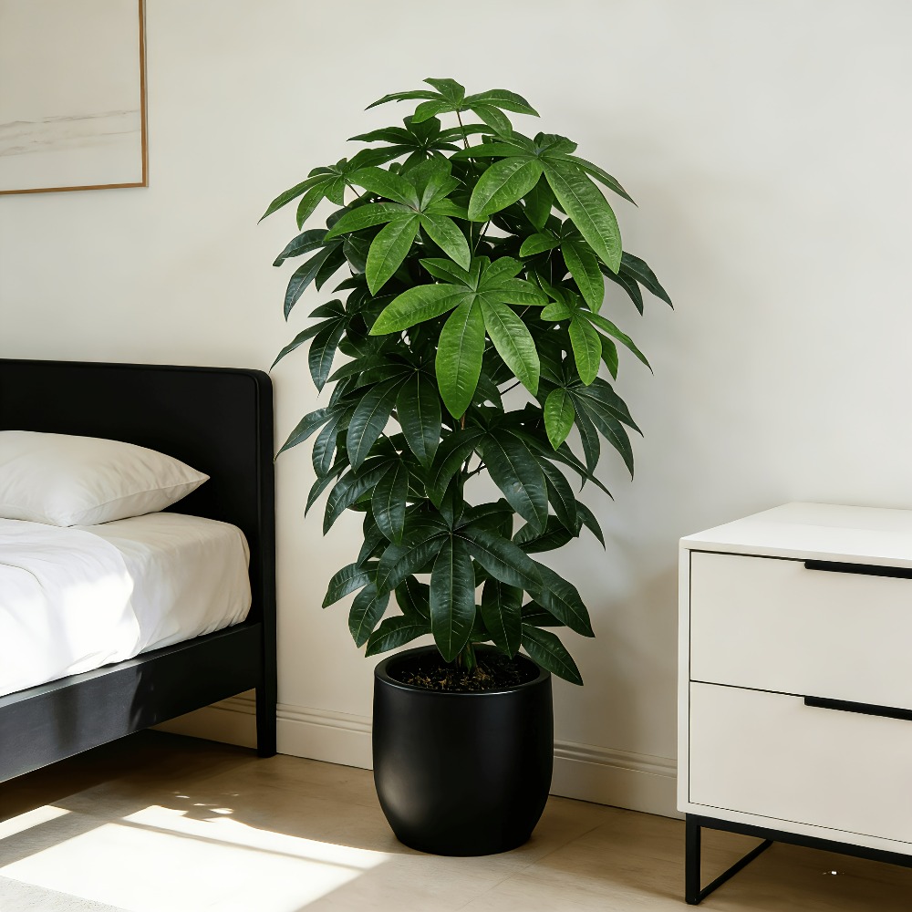 Snake Plant - An Artificial Money Tree Pachira Aquatica