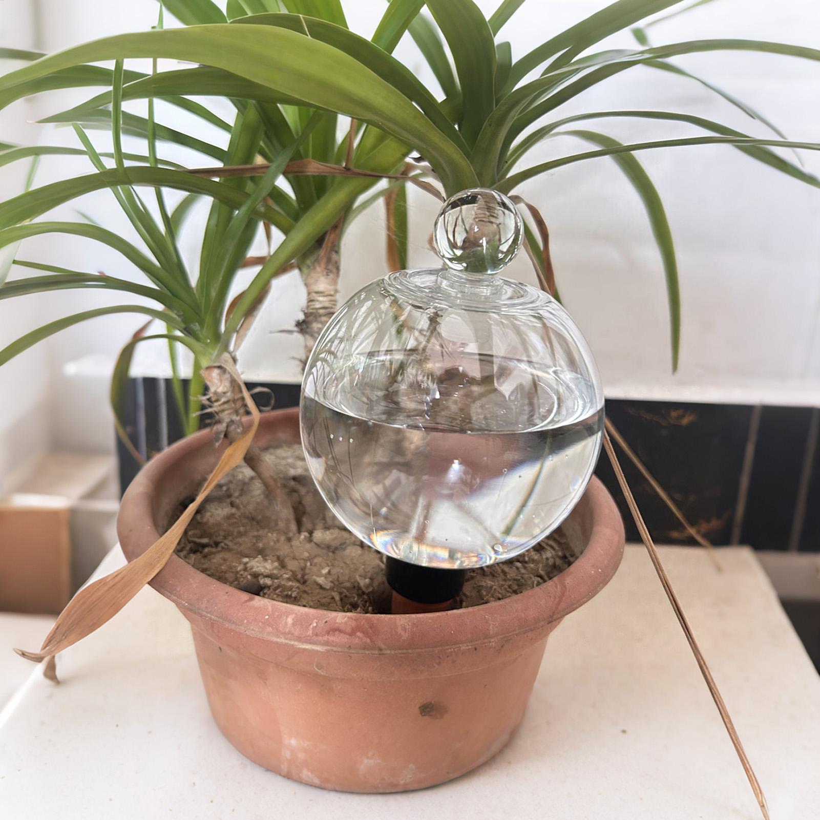 Plant Watering Bulbs 4pcs 500m - Pothos ulasan dan harga