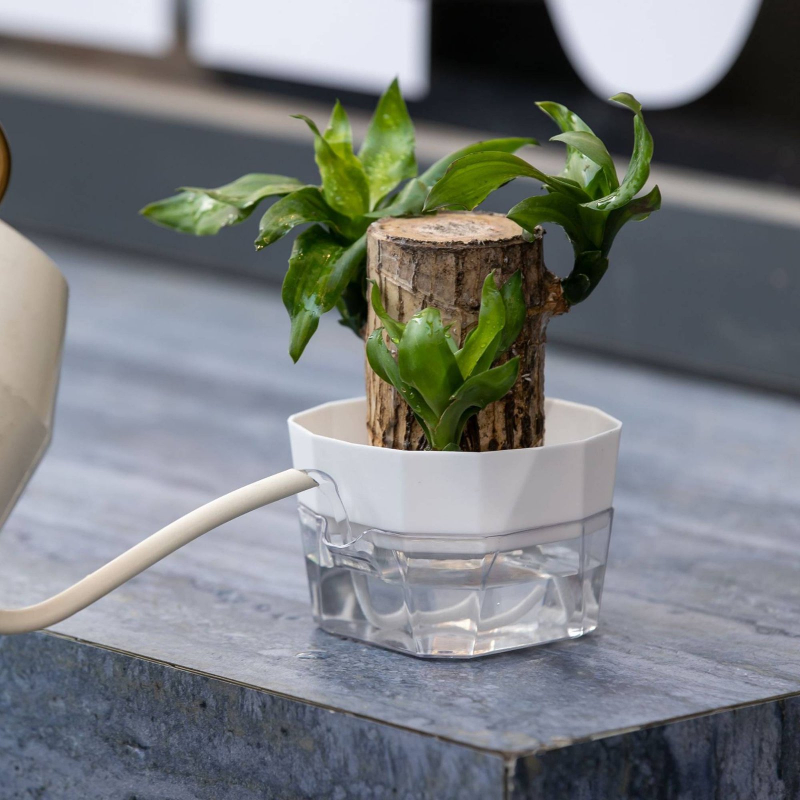 Hydroponic Bulb Vase 2-Tier De - Plant Pot ulasan dan harga
