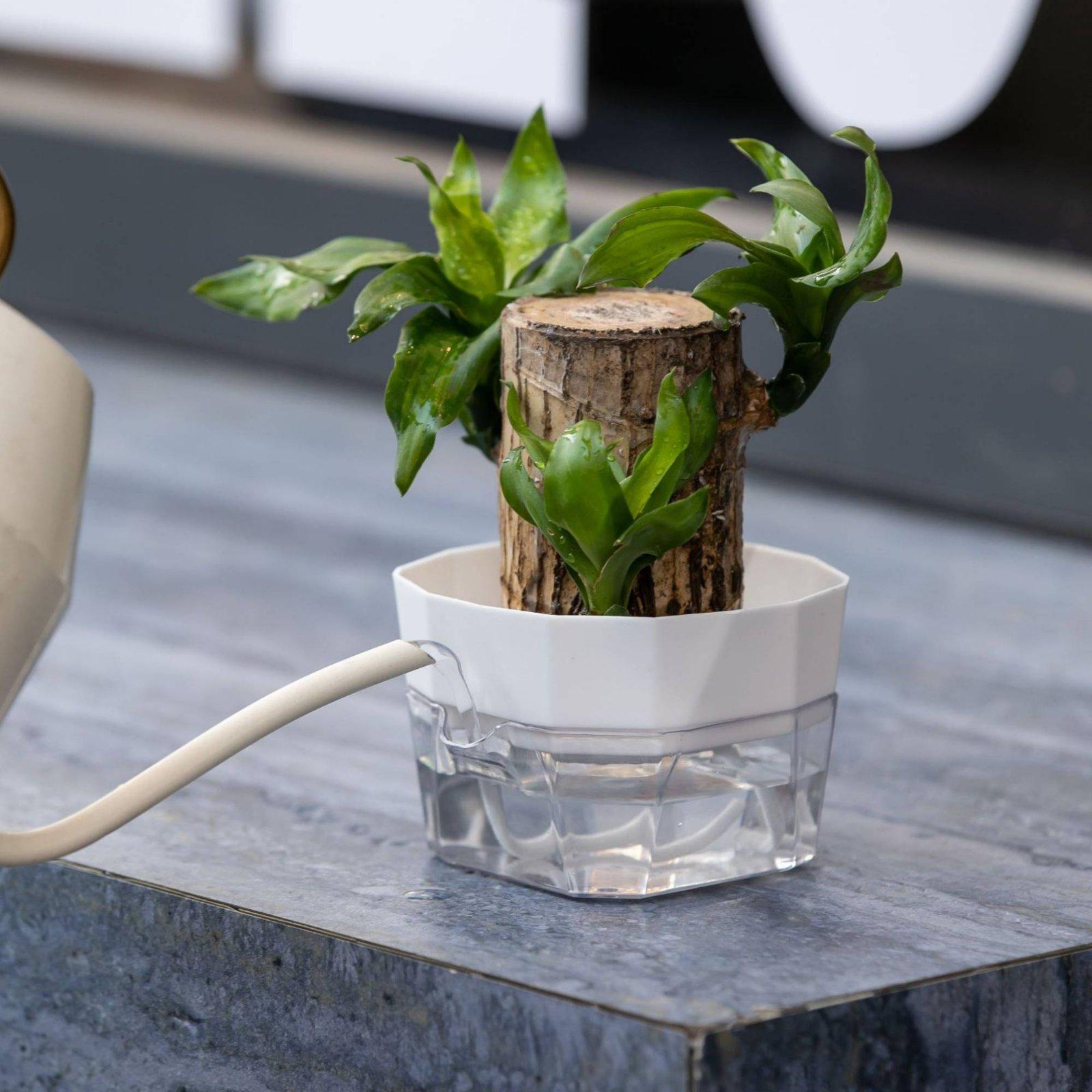 Hydroponic Vase Two Layer Self - Plant Pot ulasan dan harga