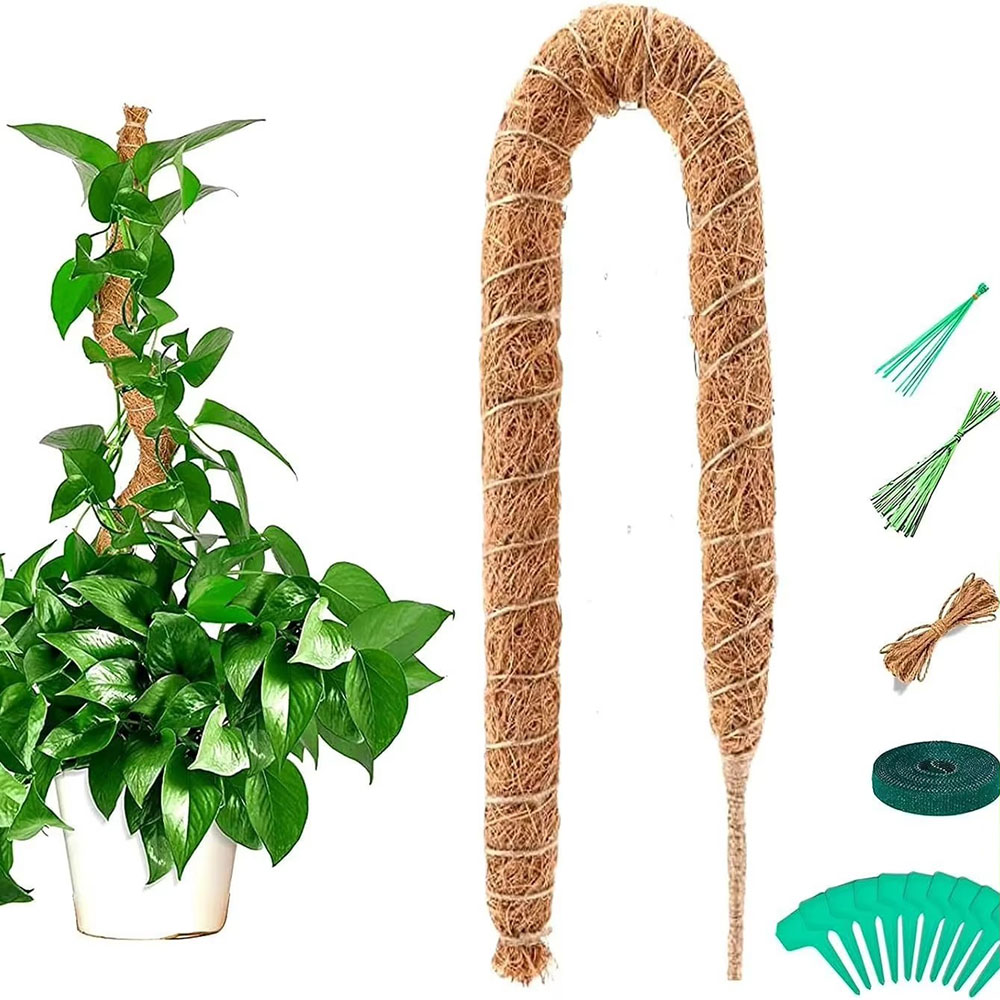 Horticultural Coconut Palm Sti - Pothos ulasan dan harga