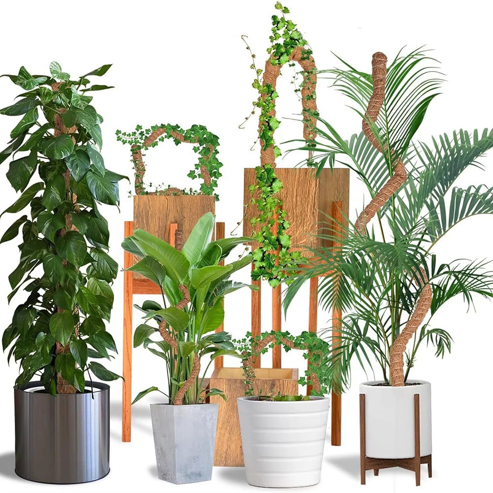 Horticultural Coconut Palm Sti - Pothos ulasan dan harga