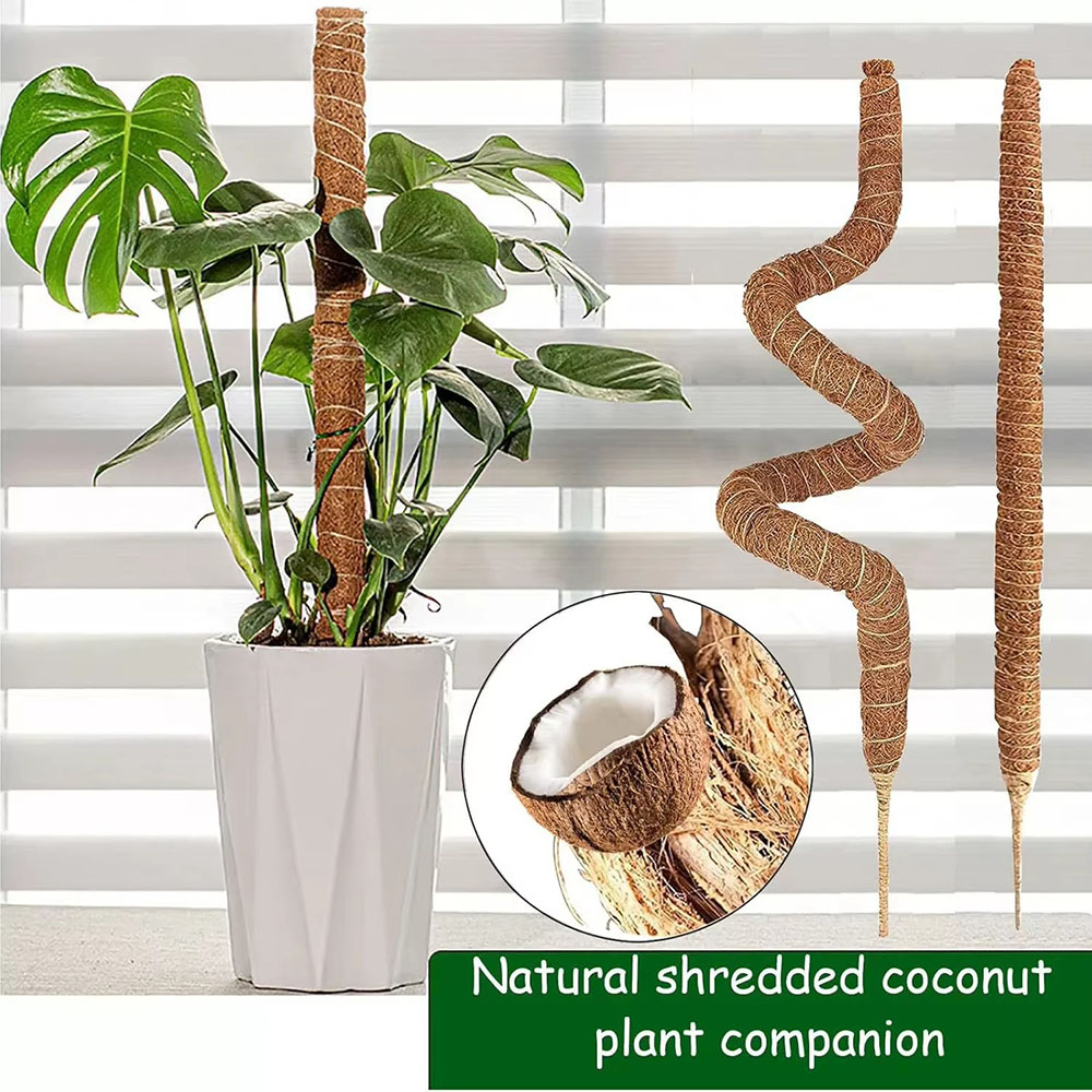 Horticultural Coconut Palm Sti - Pothos ulasan dan harga