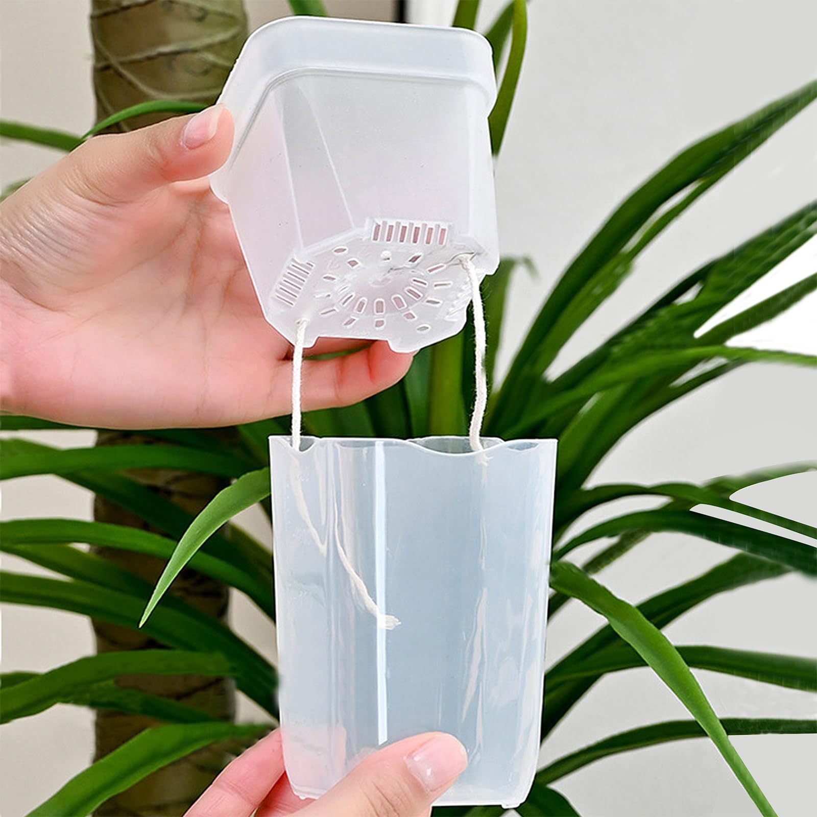 16/32 Pack Self-Watering Plant - Pothos ulasan dan harga