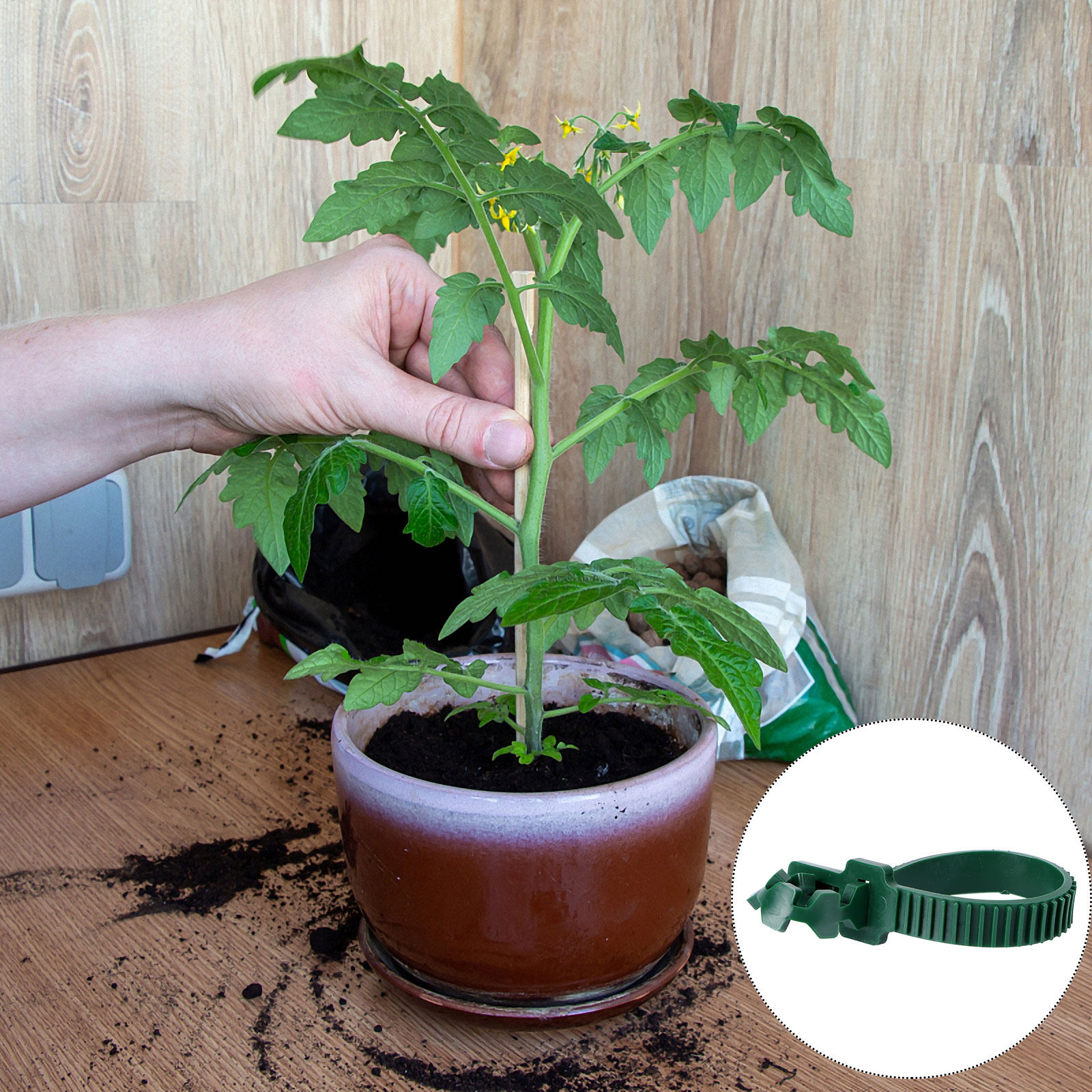 20Pcs Vine Fixing Buckle Garde - Plant Support Stake ulasan dan harga