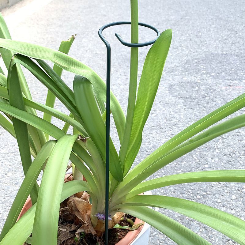 1-10pcs Metal Single Stem Plan - Plant Support Stake ulasan dan harga