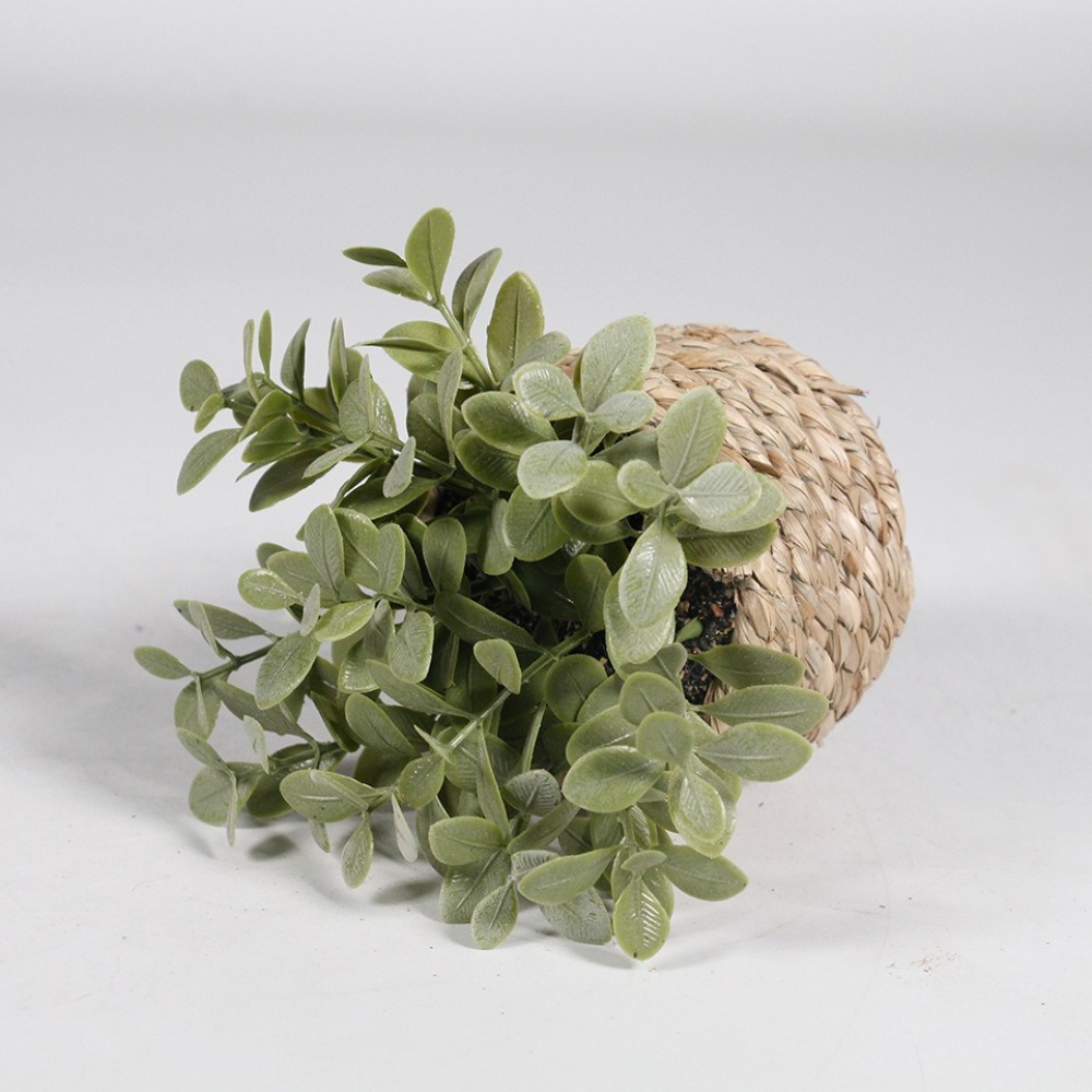 Green Artificial Potted Plant  - Succulent Set ulasan dan harga