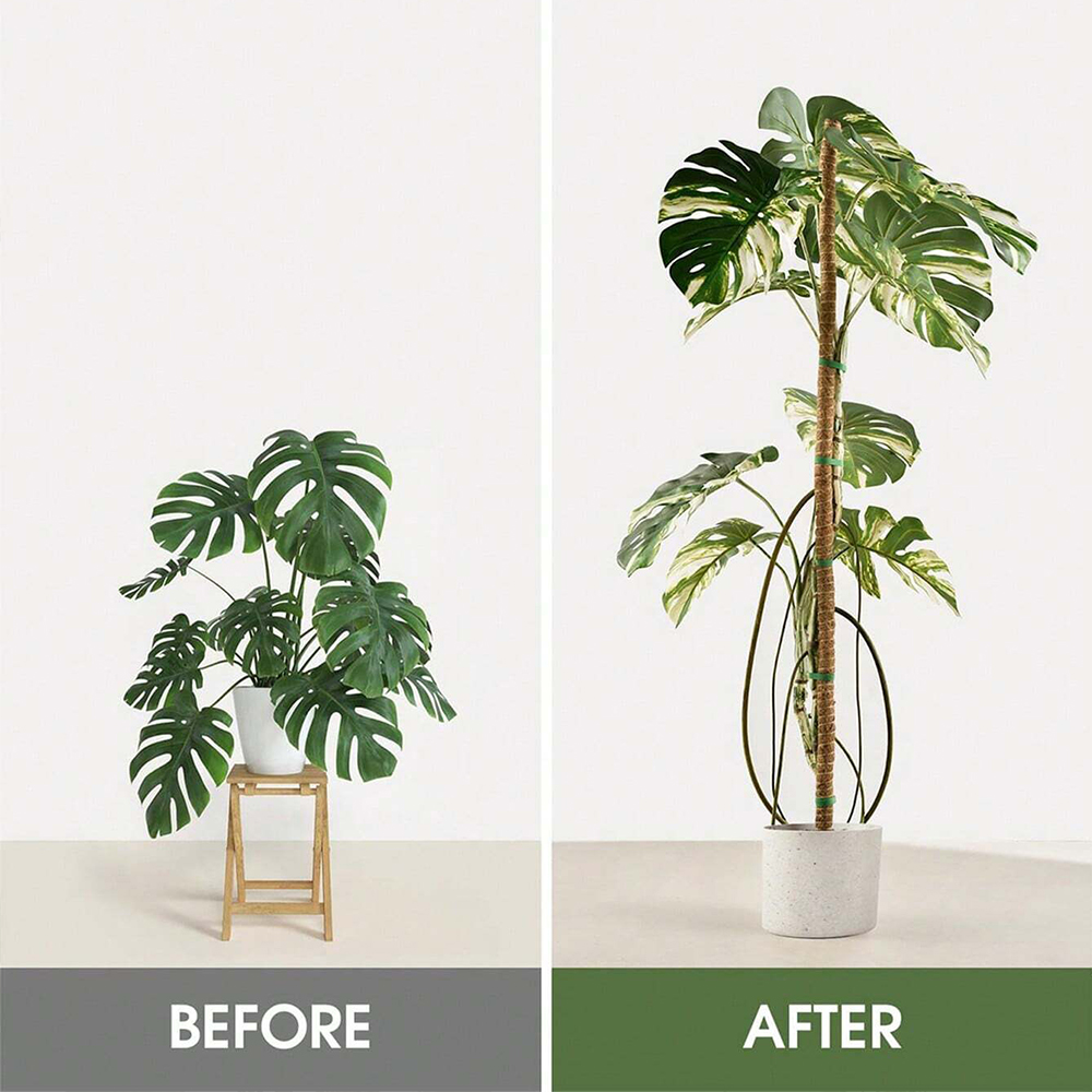 Moss Pole for Plants Monstera  - Plant Support Stake ulasan dan harga