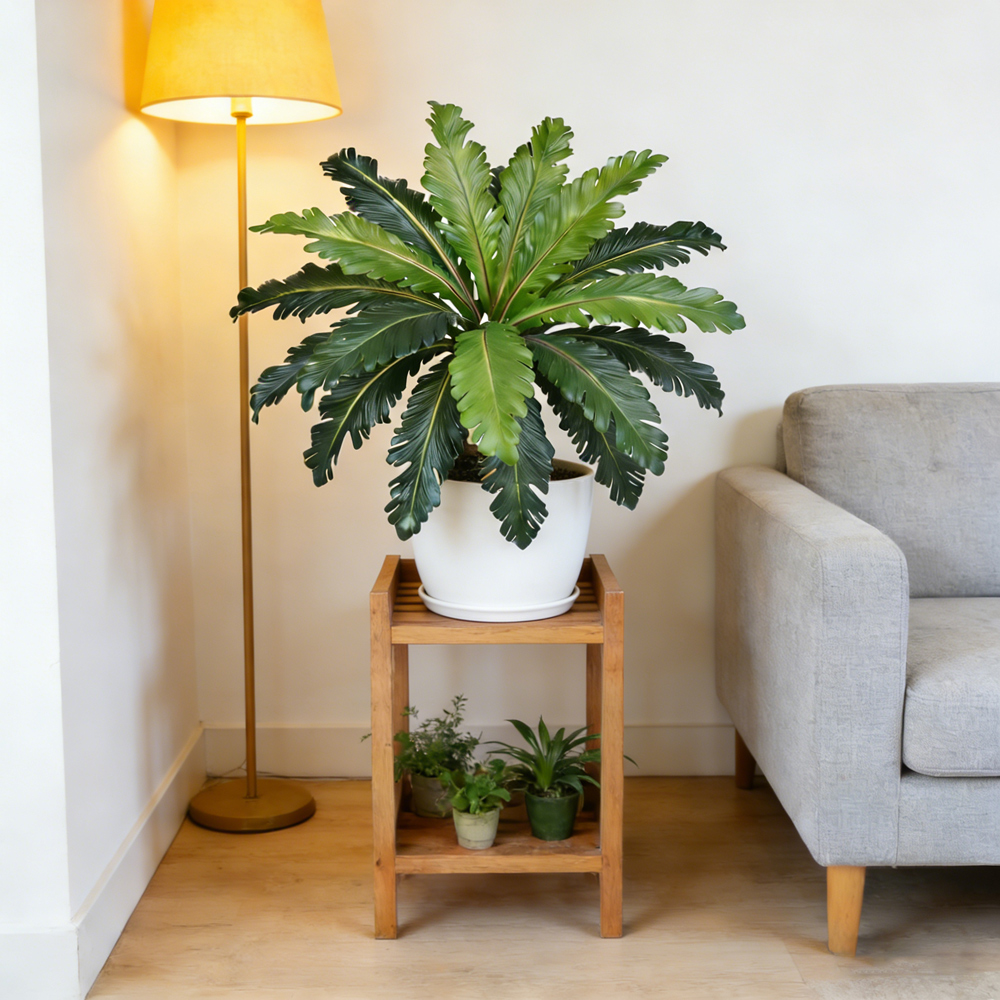 45-50cm Tropical Fake Persian  - Snake Plant ulasan dan harga