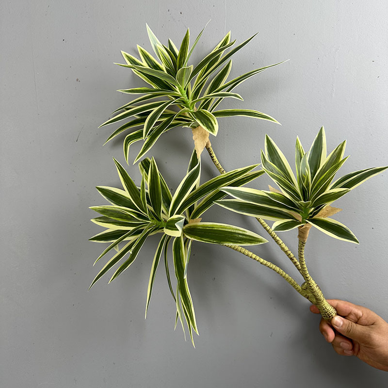 Simulated Green Plants 3 Heads - Snake Plant ulasan dan harga