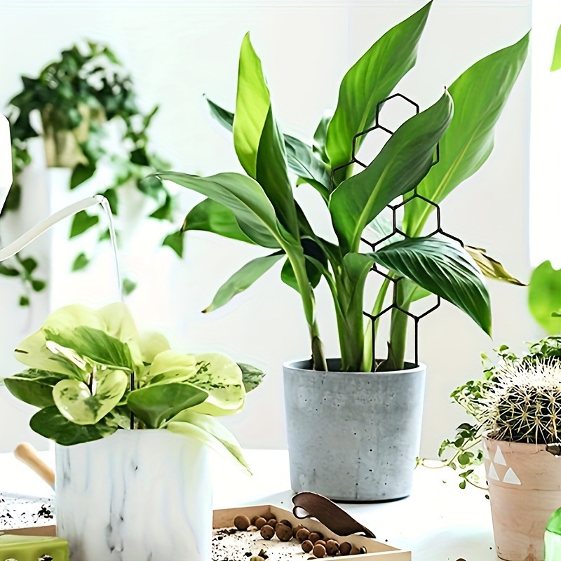1PC Honeycomb Design Plant Tre - Pothos ulasan dan harga