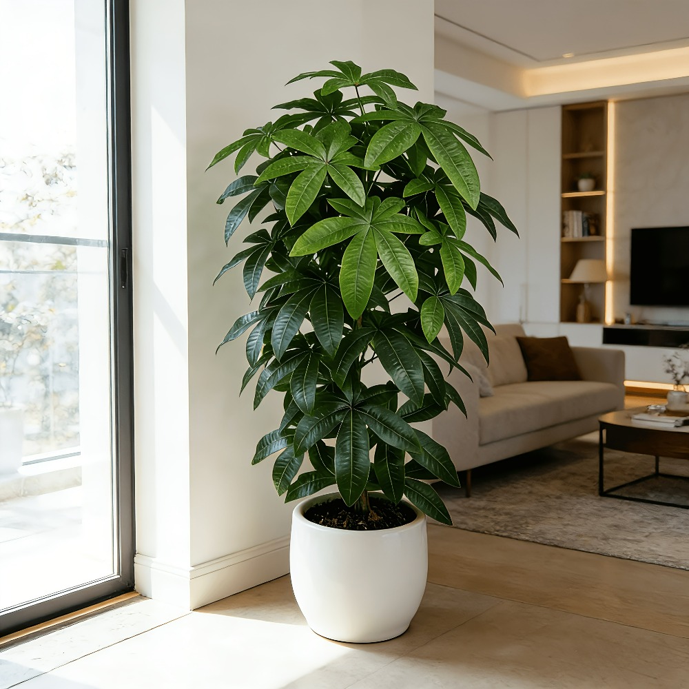 An Artificial Money Tree Pachi - Snake Plant ulasan dan harga